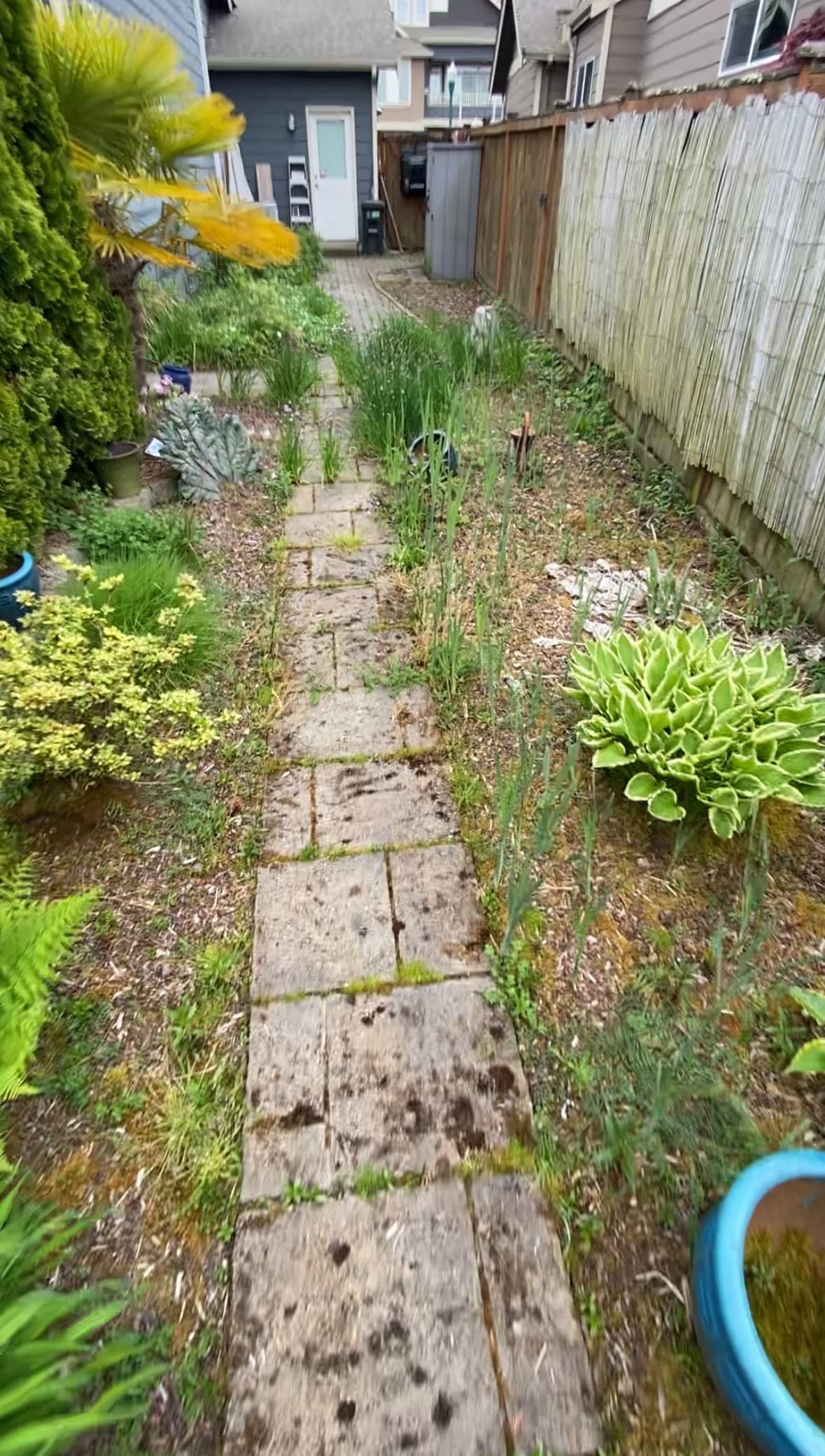 Before: Backyard Transformation