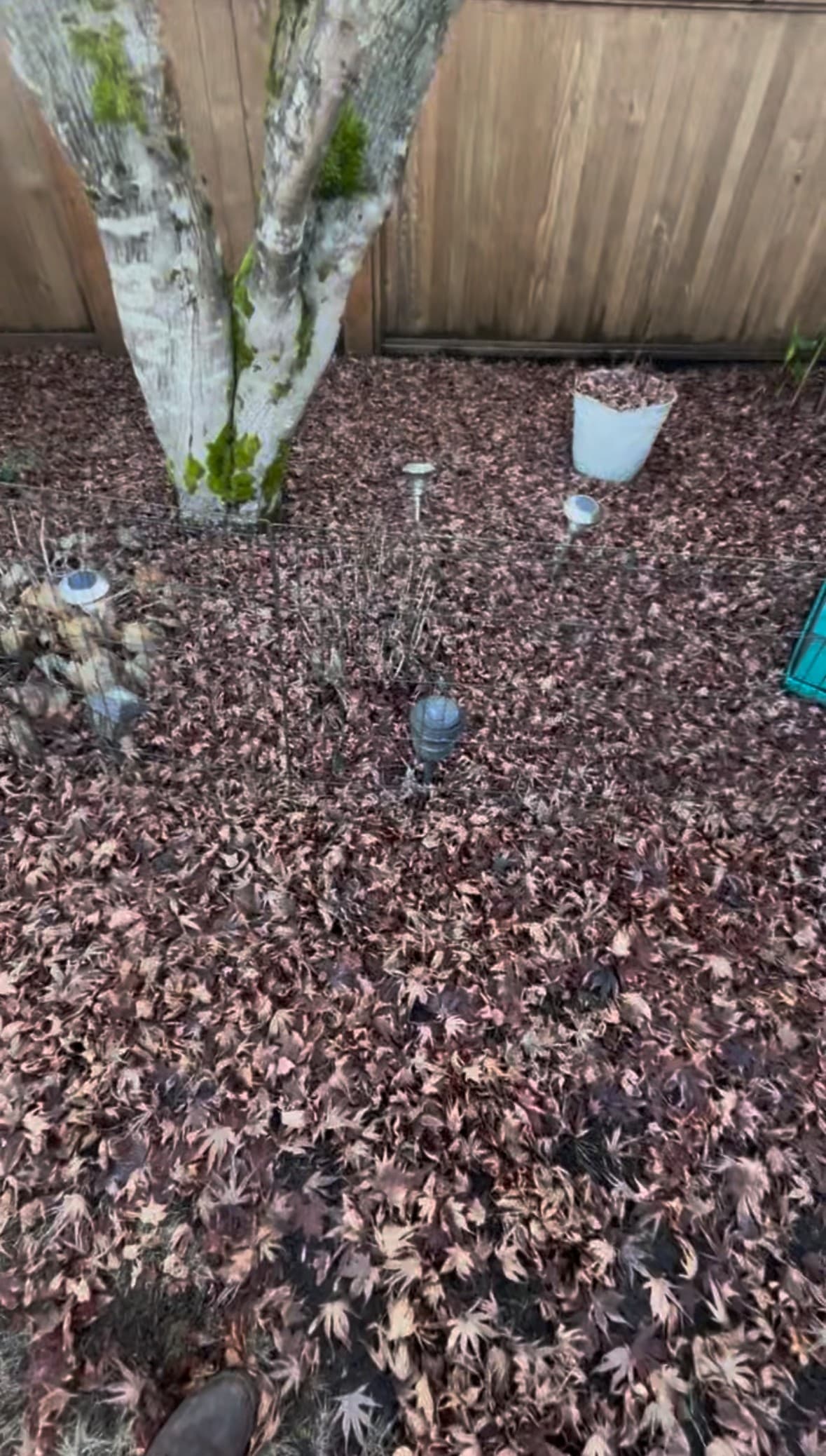 Before: Lawn Restoration