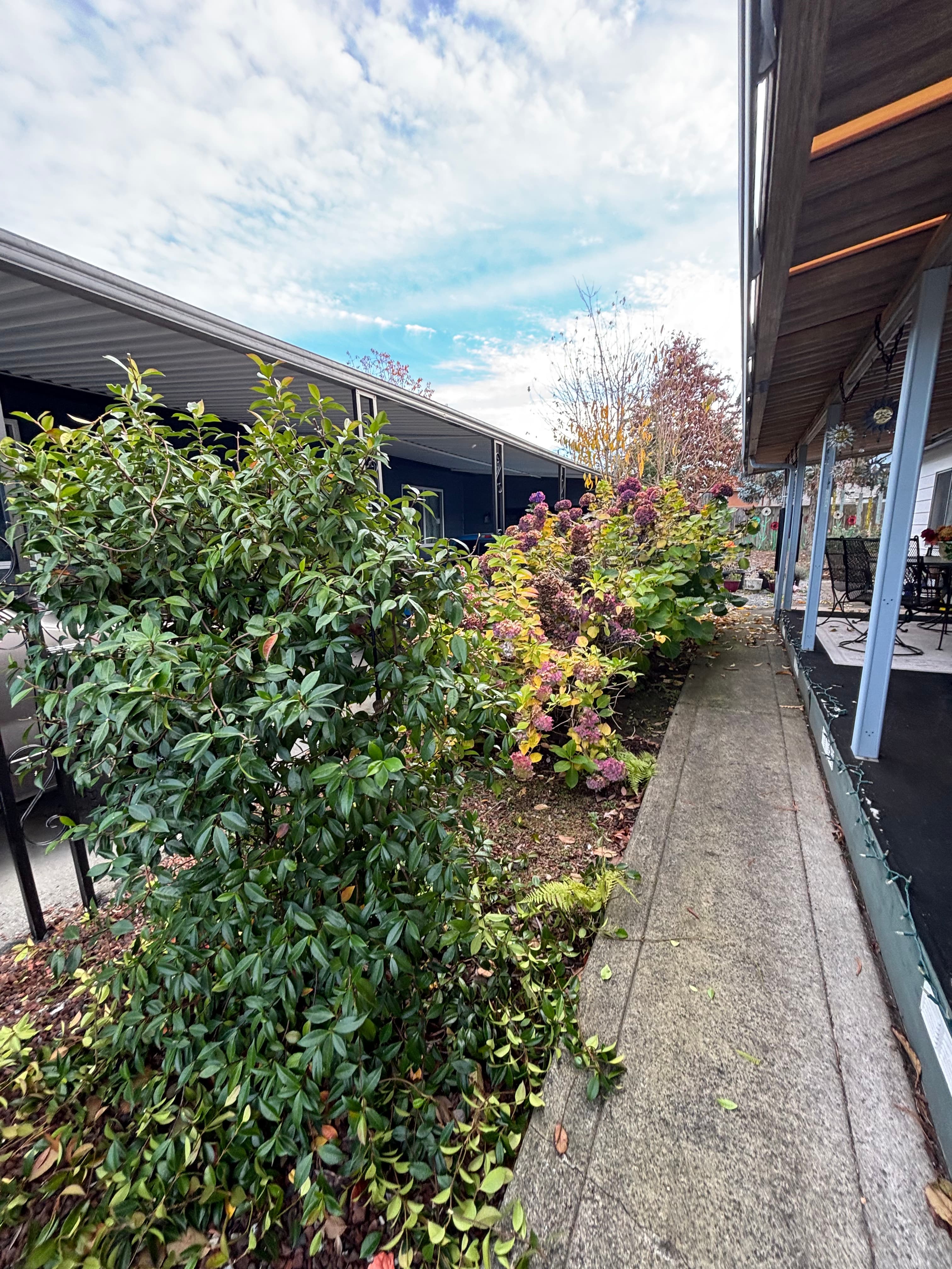 Before: Yard Cleanup